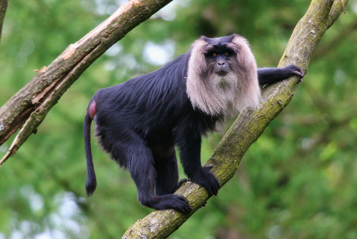 Is Monkey D Luffy Stronger than Inosuke Hashibira Powerscaling?